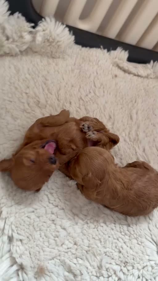 Maltipoo dogs for sale: 🧸 Exceptional Asian F1b Maltipoo Puppies - Video 1