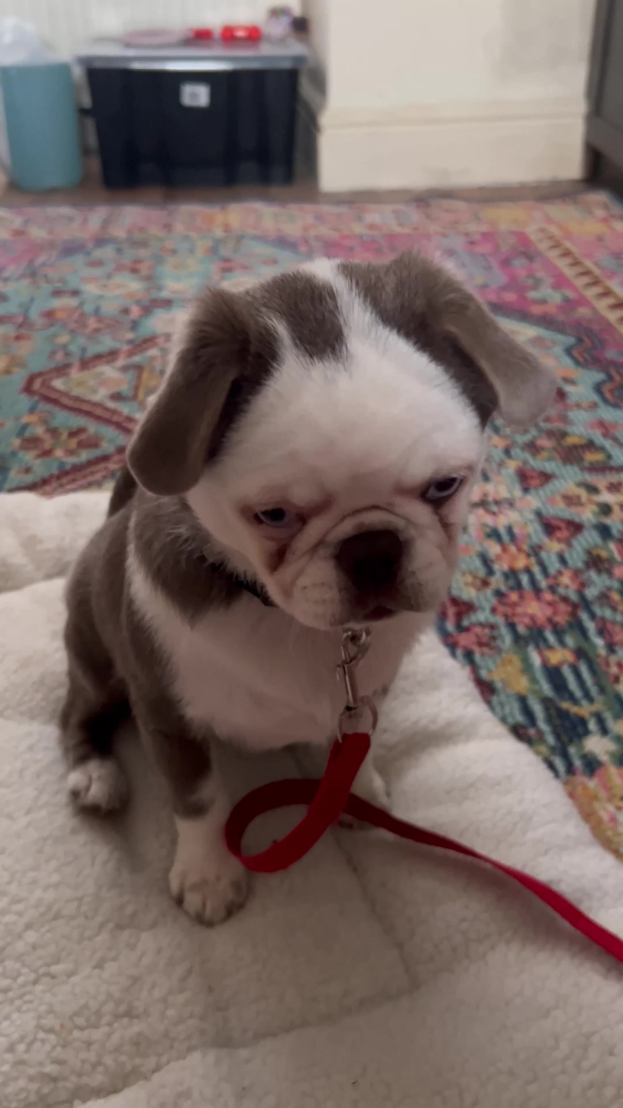 Jug dogs for sale: Molly the jug  - Video 2