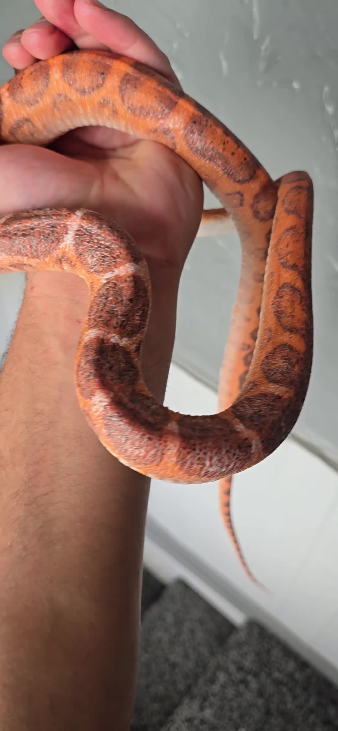 Corn Snake reptiles for sale: Adult Pair Scaleless and Microscaless corn snakes - Video 2