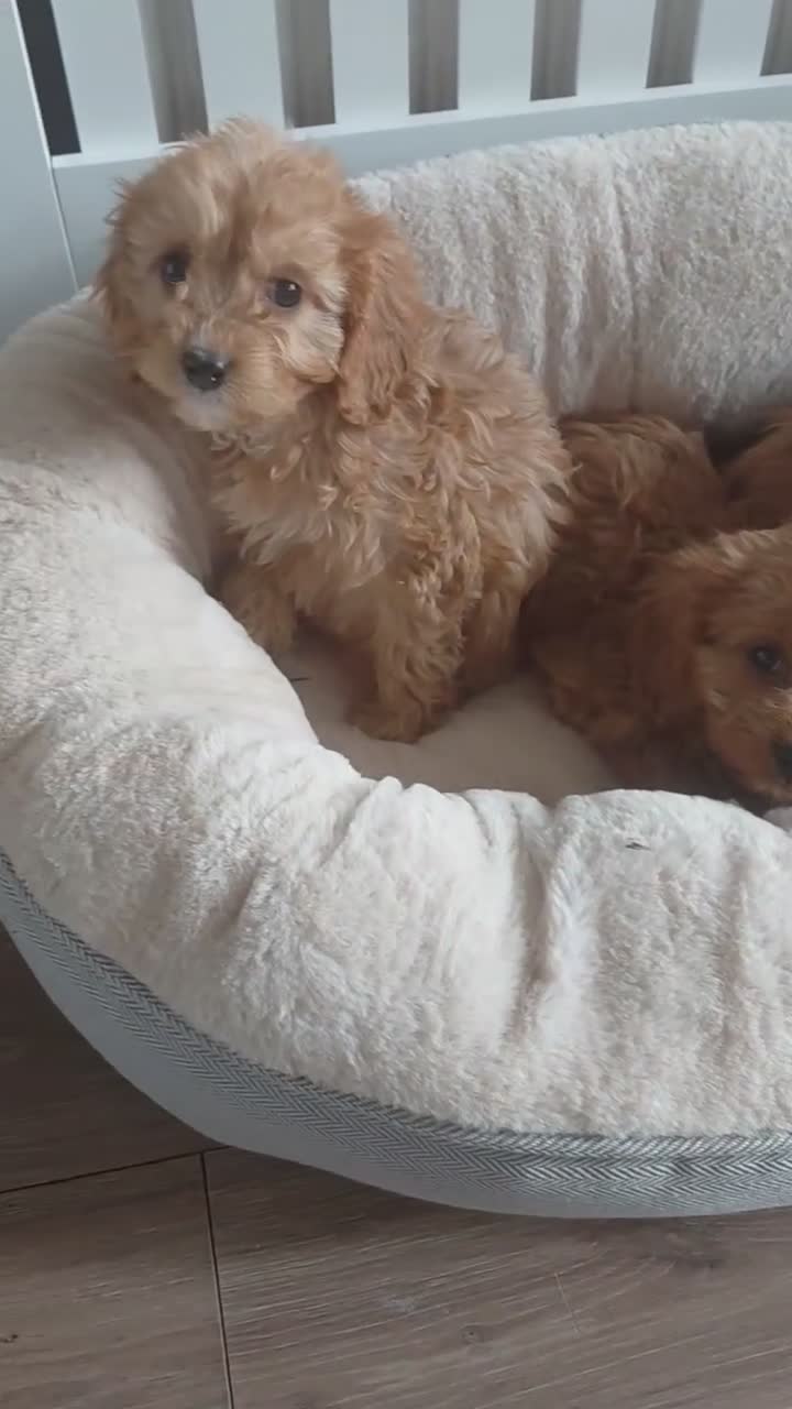 Cavapoo dogs for sale: Cavapoo  - Video 1