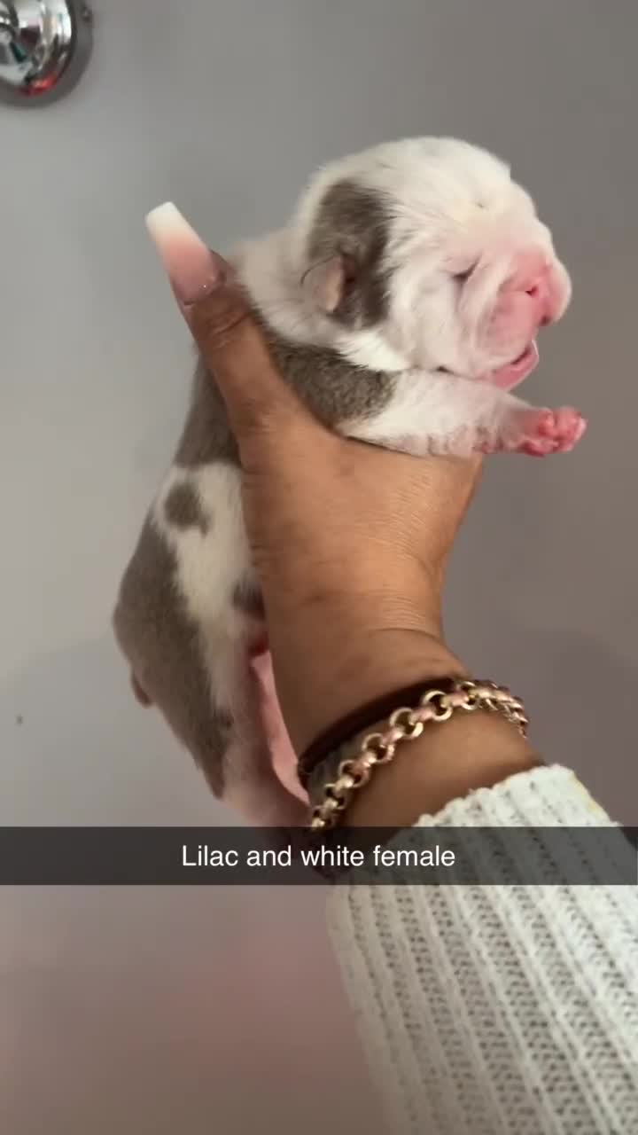English Bulldog dogs for sale: Beautiful English bulldog puppies ***10/10DNA - Video 2