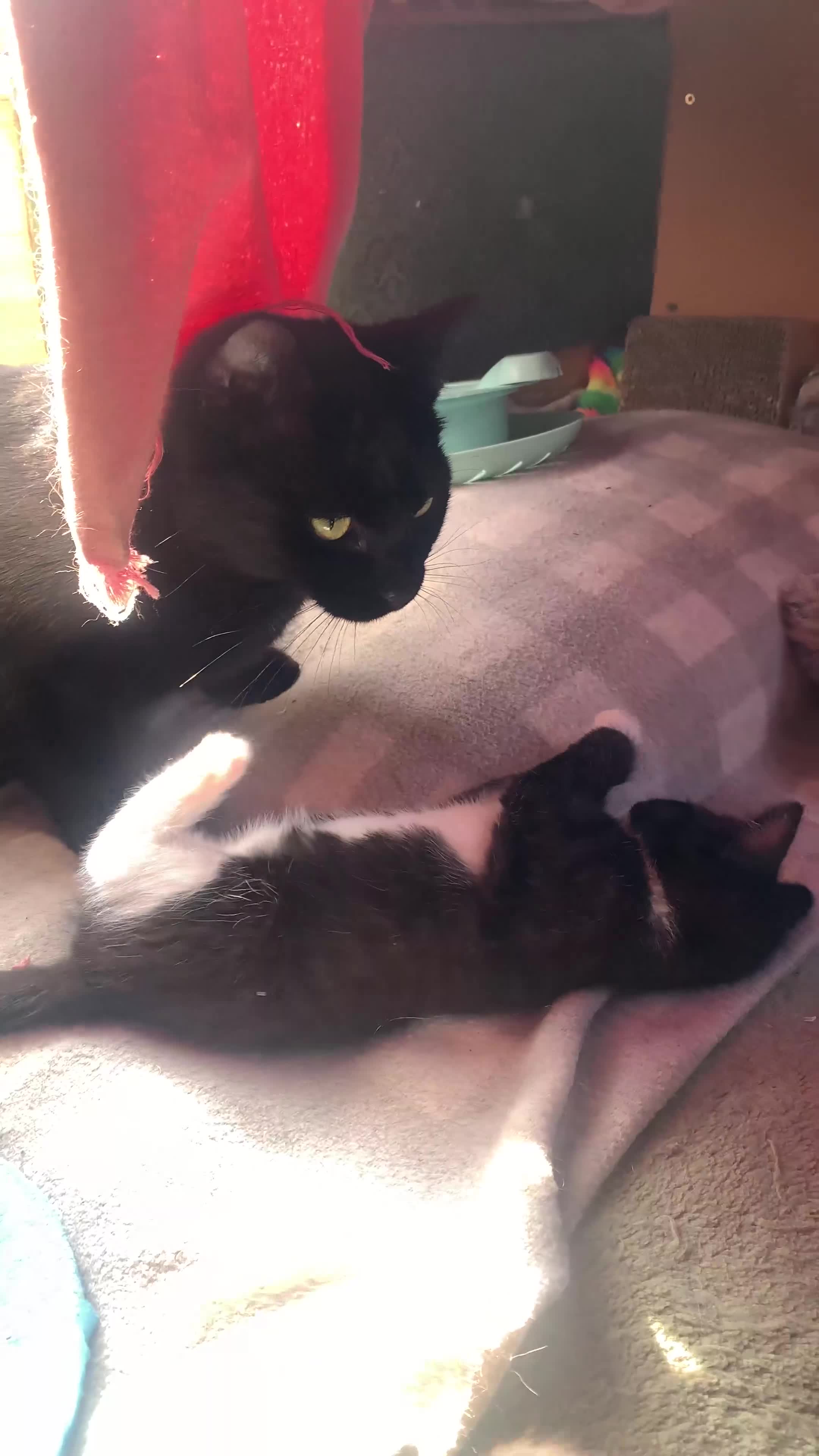 Domestic Shorthair cats for sale: Tabby kittens for sale - Video 1