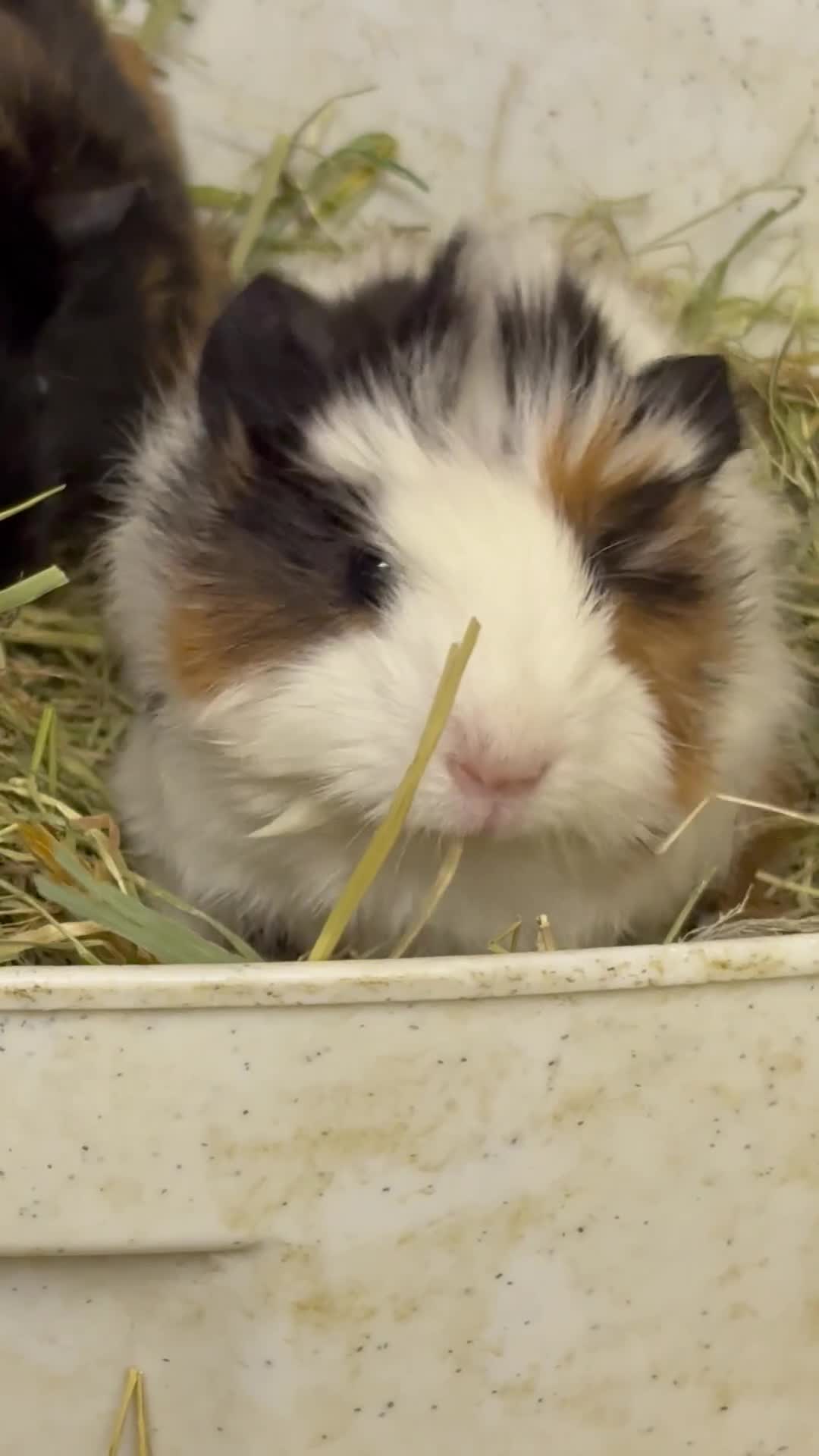 Guinea Pig rodents for sale: Girl and boy babies  - Video 1