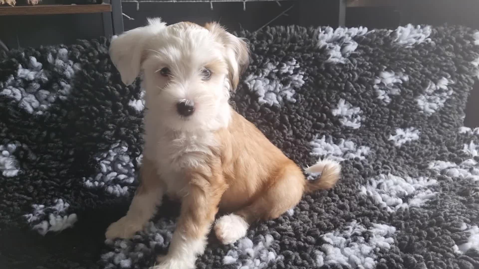 Tibetan Terrier dogs for sale: Tibetan terrier puppies for sale - Video 4