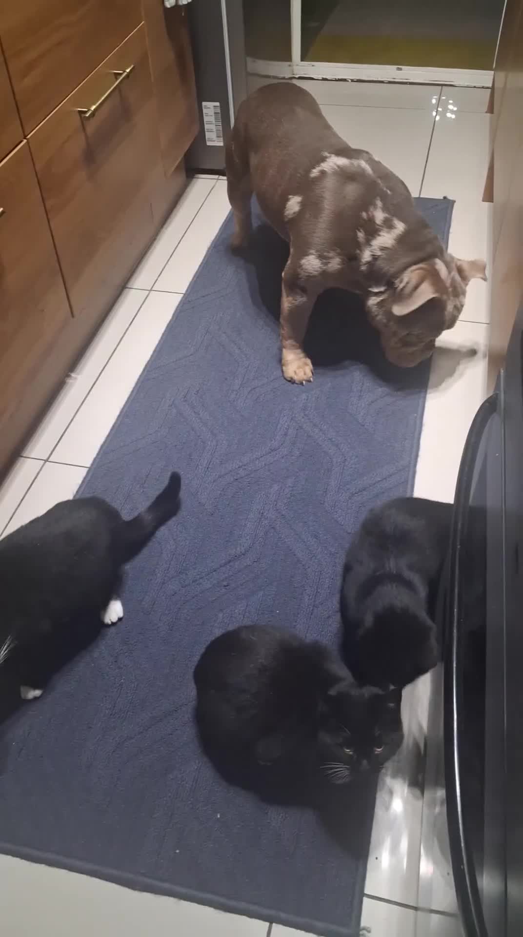 American Bully dogs for sale: American Bully Poket Boys - Video 1