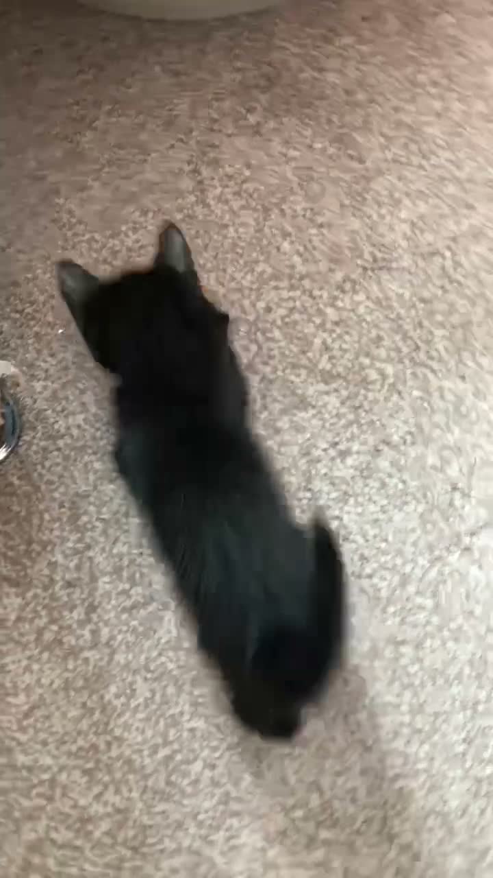 Mixed Breed cats for sale: Cute kittens for sale - Video 4