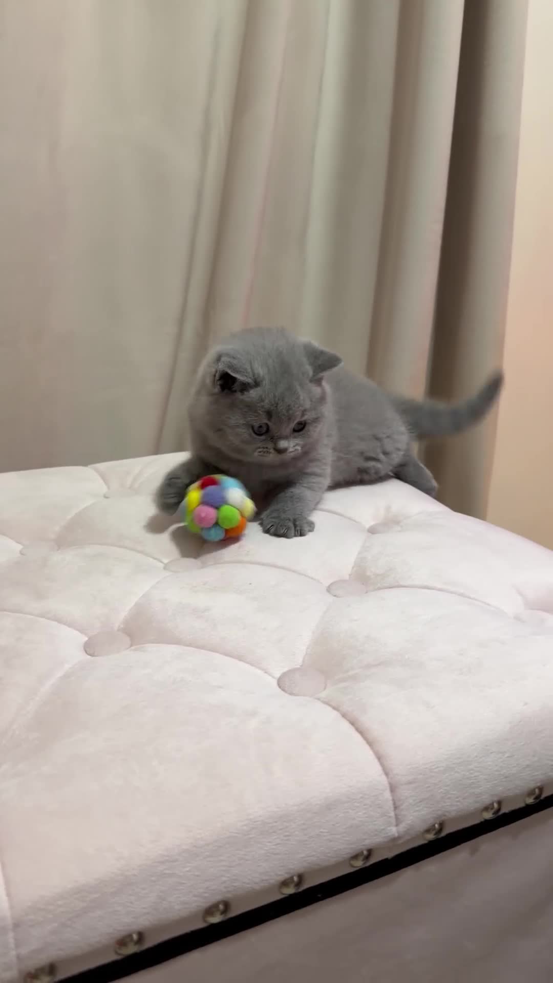 Scottish Fold cats for sale: Scottish Fold/ Straight kitties  - Video 4