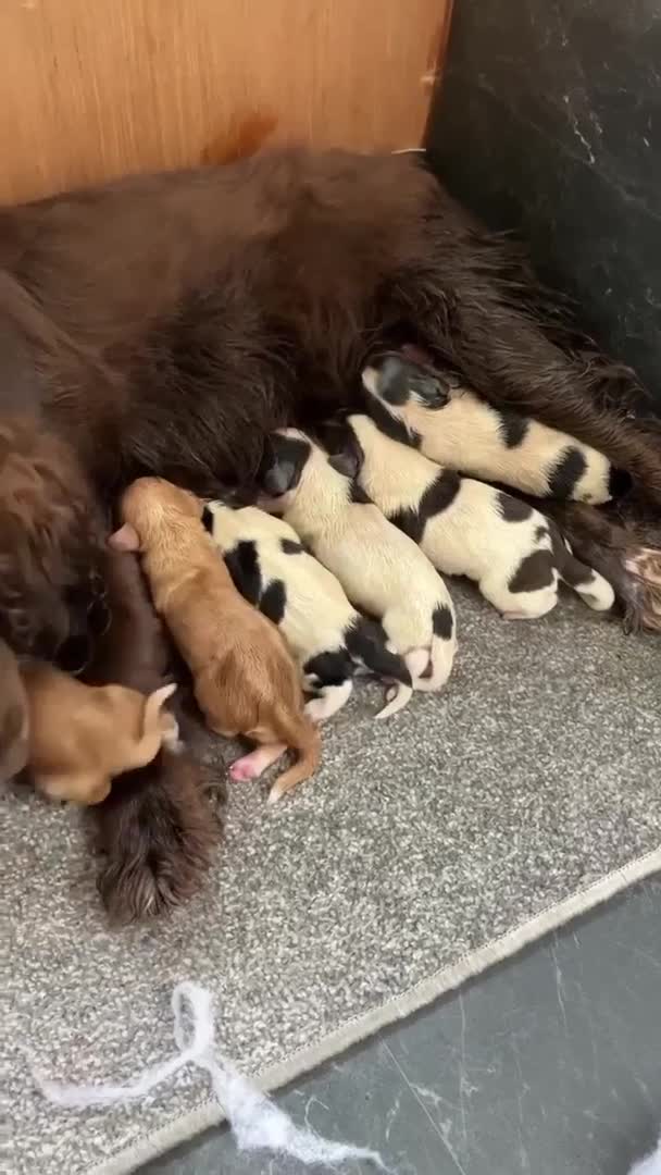 Cocker Spaniel dogs for stud: Fully health tested blue roan cocker in Preston - Video 1