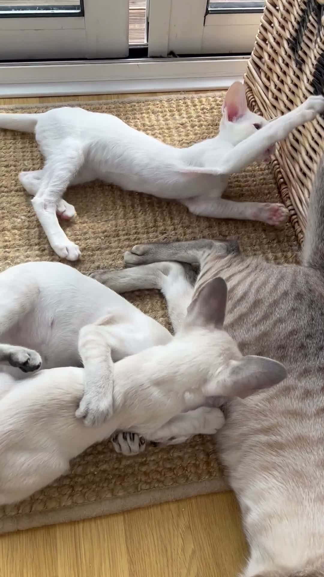 Siamese cats for sale: Stunning siamese kittens! Real hooligans!  in London - Video 1