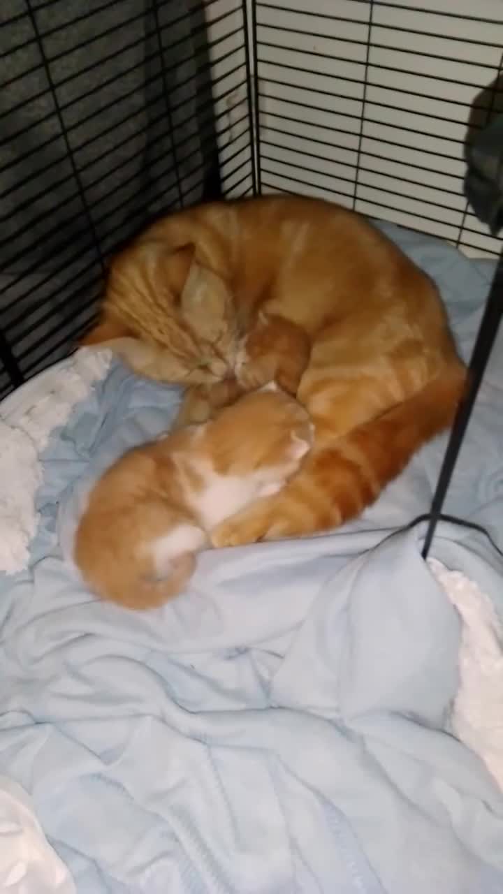 Mixed Breed cats for sale:  2 Boy kitten  - Video 1