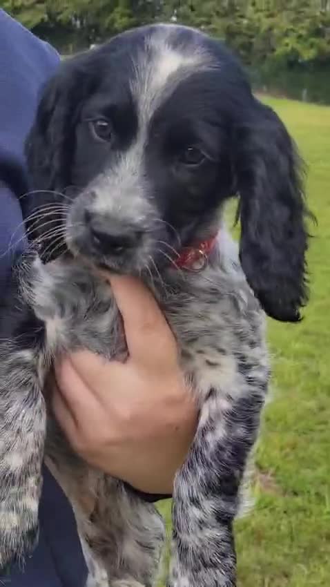 Sprocker dogs for sale: Sprocker puppies for sale   - Video 2