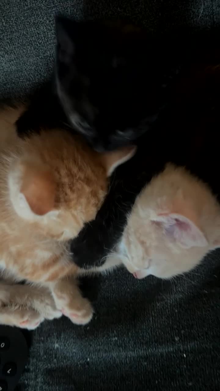 Mixed Breed cats for sale: Kittens need to go today  - Video 1