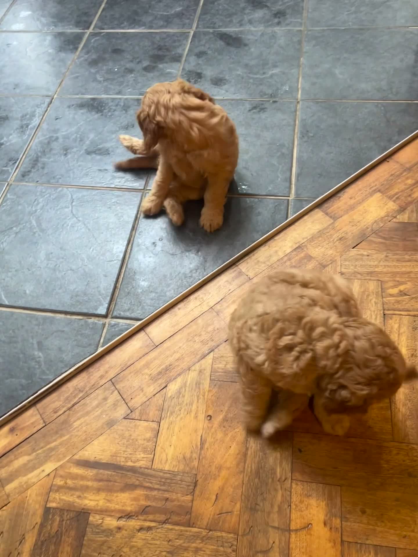 Cockapoo dogs for sale: 🐾 Ready NOW - 2 Cockapoo puppies 🐾 - Video 1