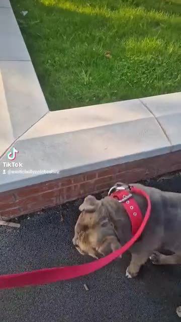 American Bully dogs for sale: Urgently seeking new home  - Video 2