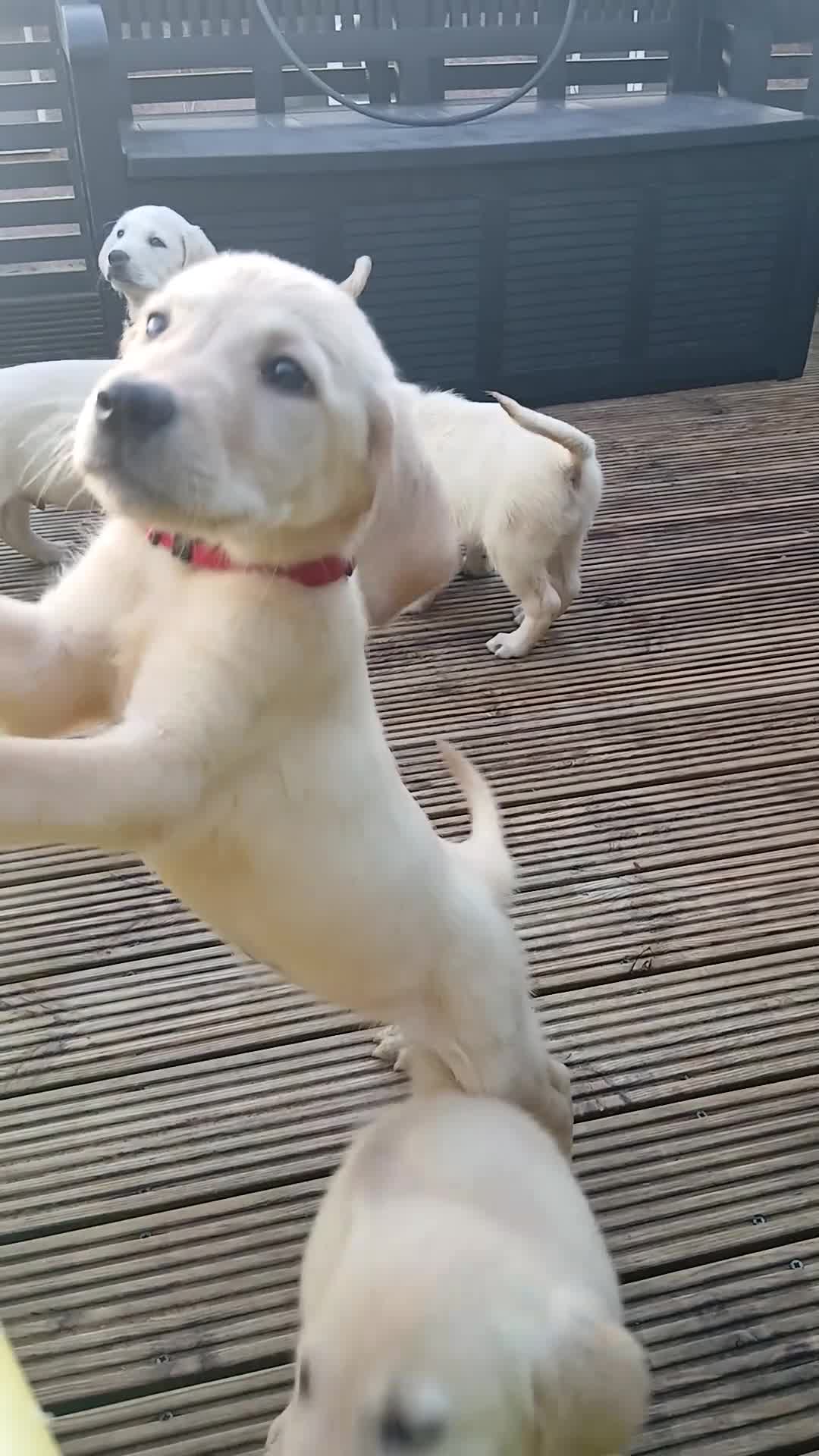 Goldador dogs for sale: GOLDADOR PUPPIES READY FOR NEW HOMES - Video 2