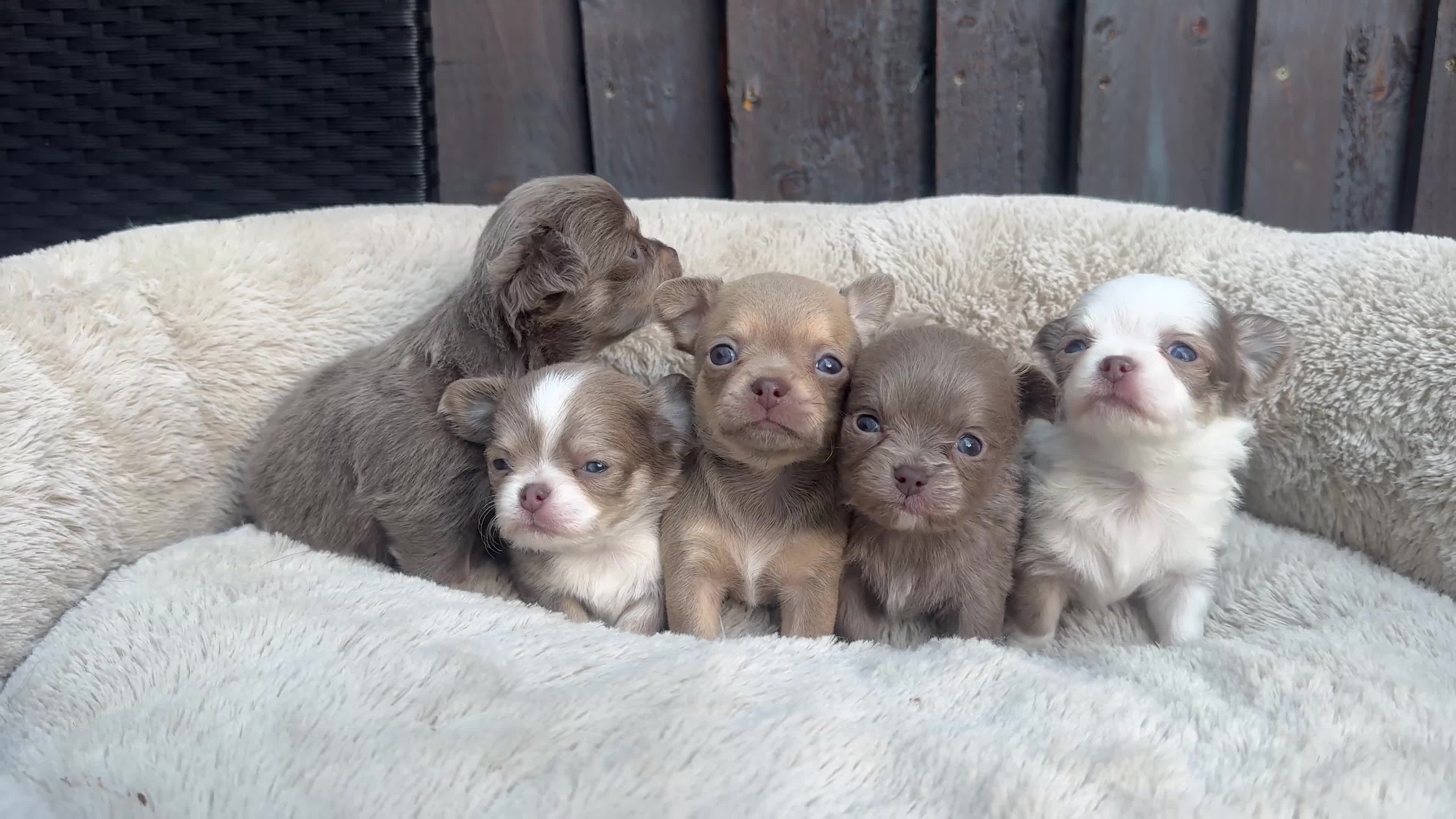Chihuahua dogs for sale: 🐾🩶 OUTSTANDING litter of EXCEPTIONAL Chihuahuas - Video 1