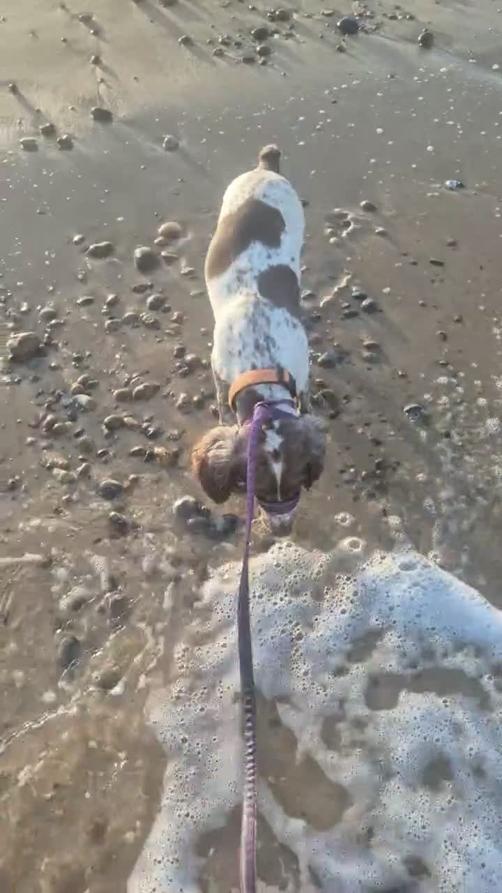 Sprocker dogs for sale: Benni boy looking for his forever home  - Video 2