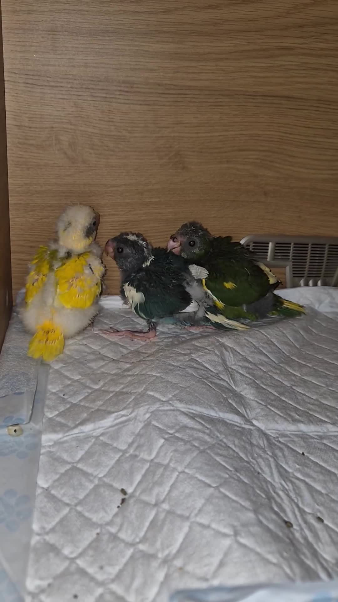 Parakeets birds for sale: Kakariki Parakeets  - Video 2