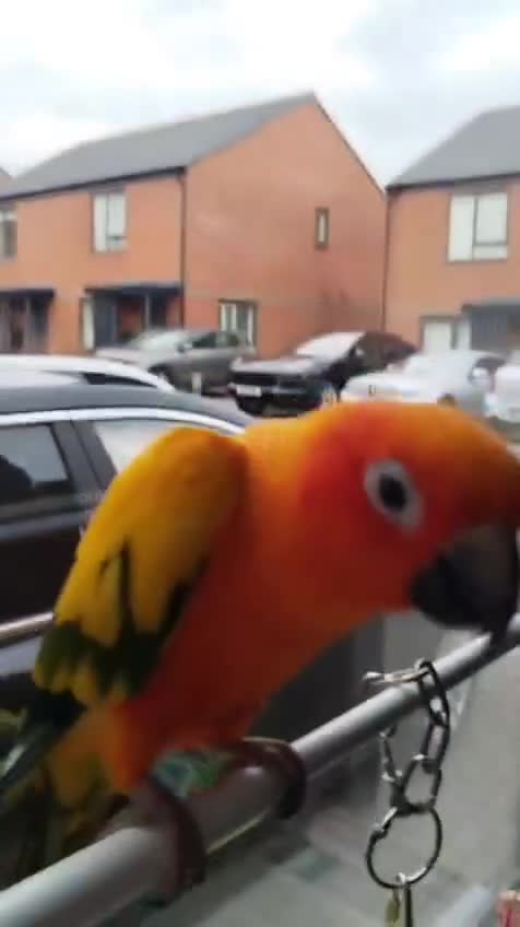 Conures birds for sale: Sun Conure  - Video 2