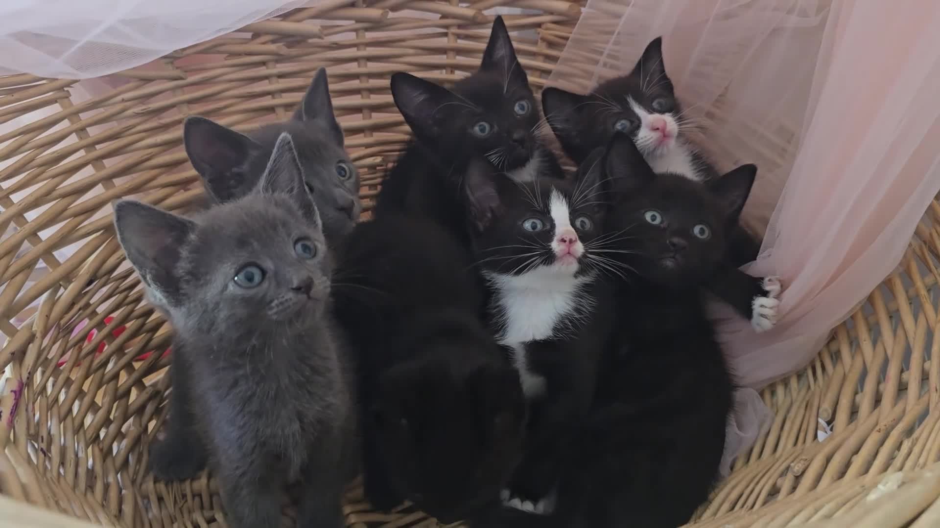Domestic Shorthair cats for sale: 🐾 7 Adorable Kittens Looking for Loving Homes 🐾 - Video 2