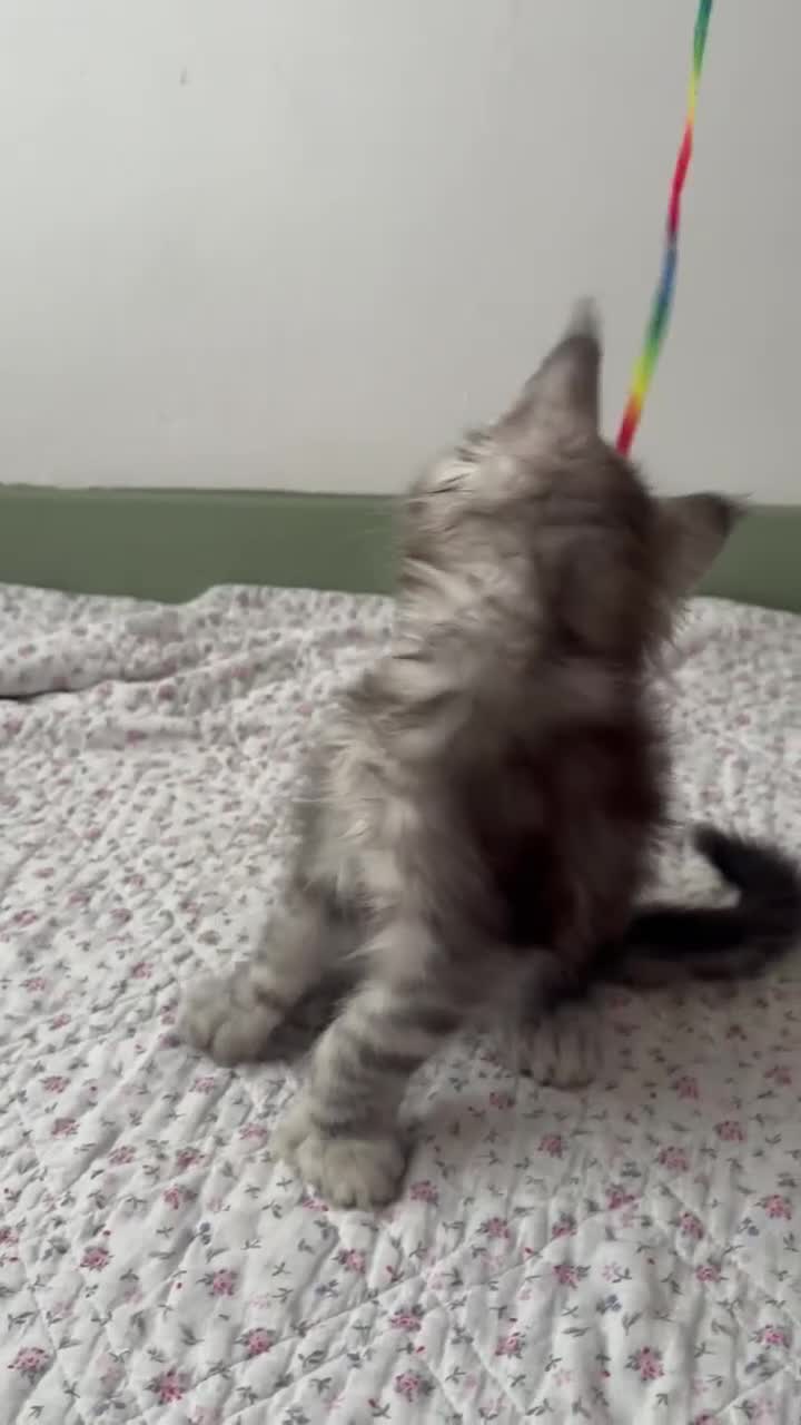 Maine Coon cats for sale: Polydactyl Full Maine Coon Kittens - Video 4