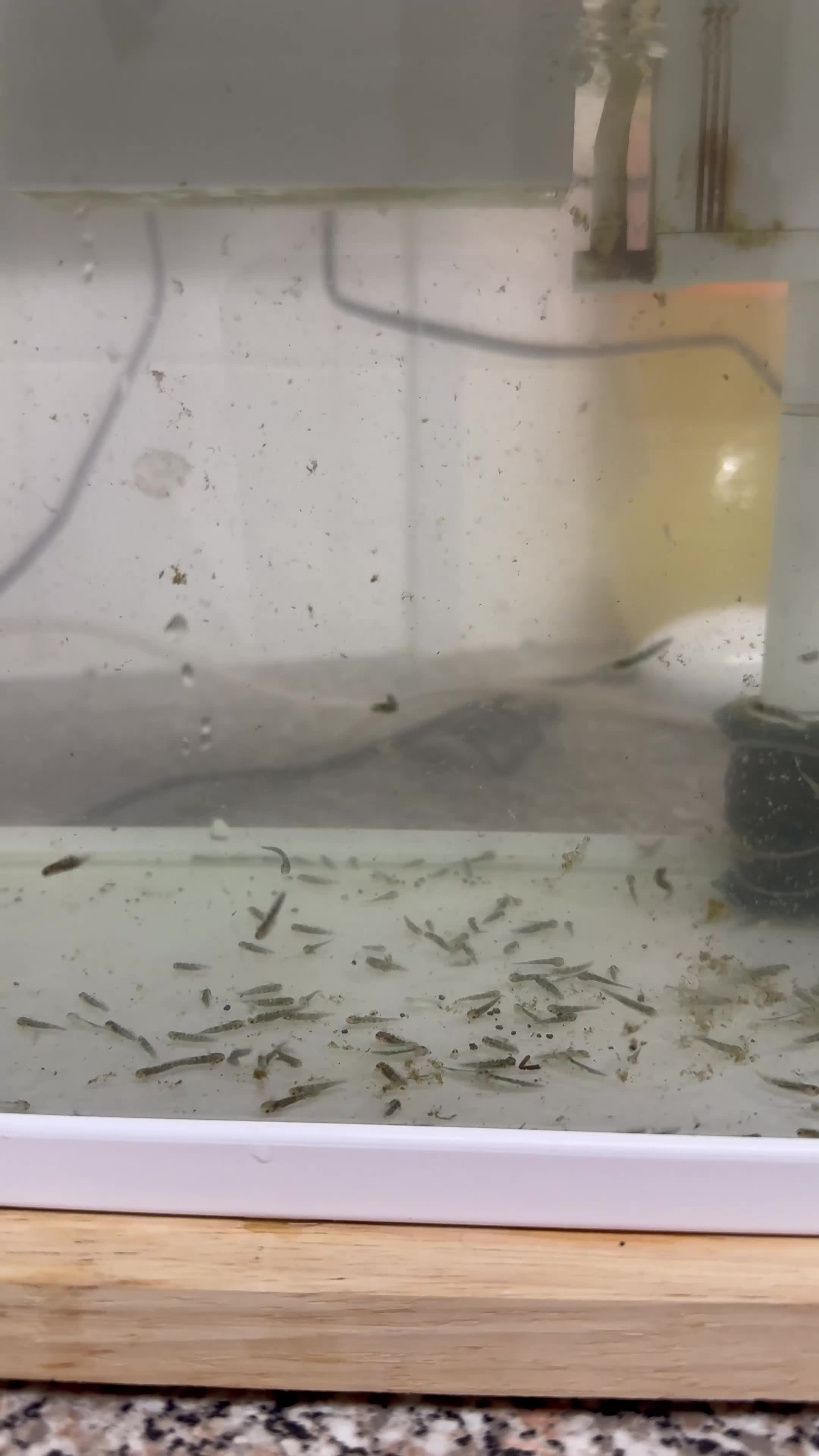 Axolotl reptiles for sale: Axolotl babies in Bridgwater - Video 1
