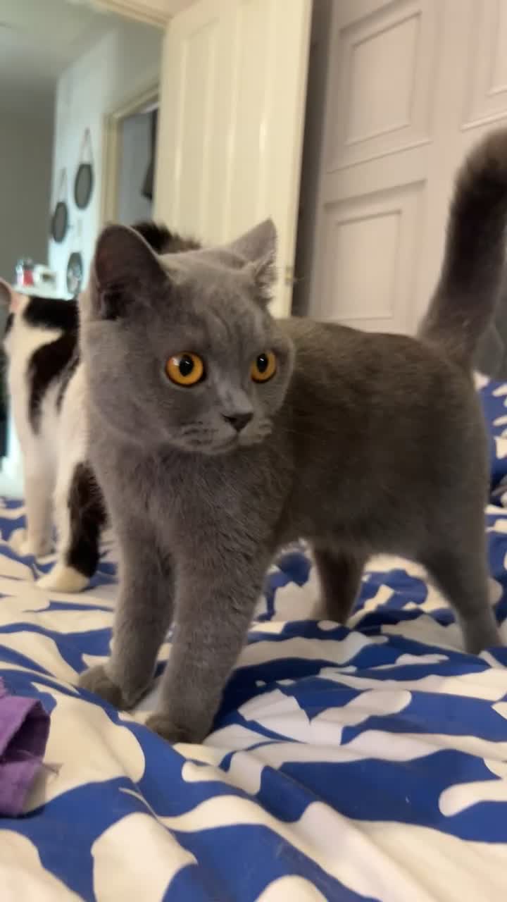 British Shorthair cats for sale: British Short hair -  - Video 1