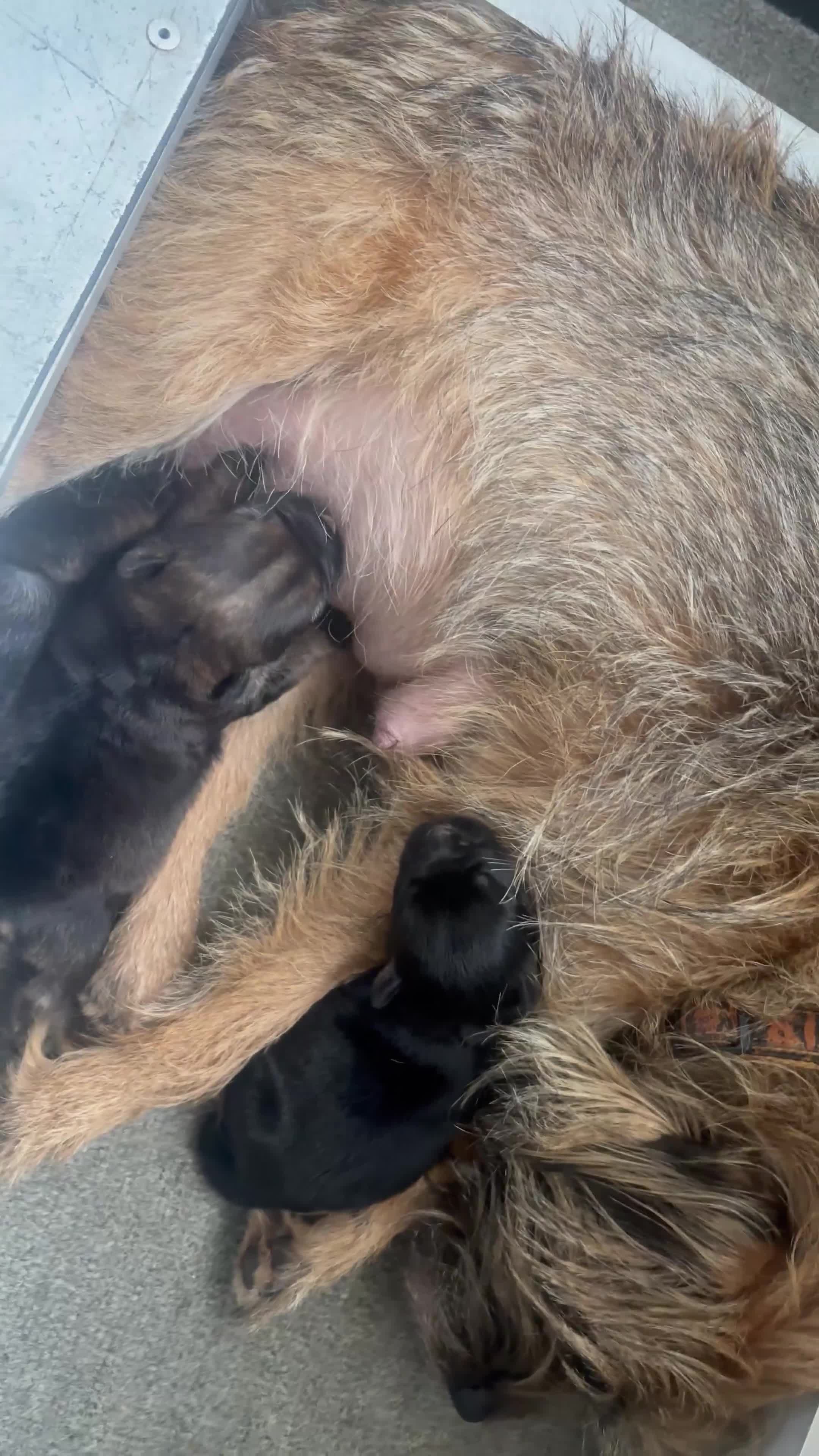 Border Terrier dogs for sale: KC Registered Pedigree Border Terrier Puppies - Video 1