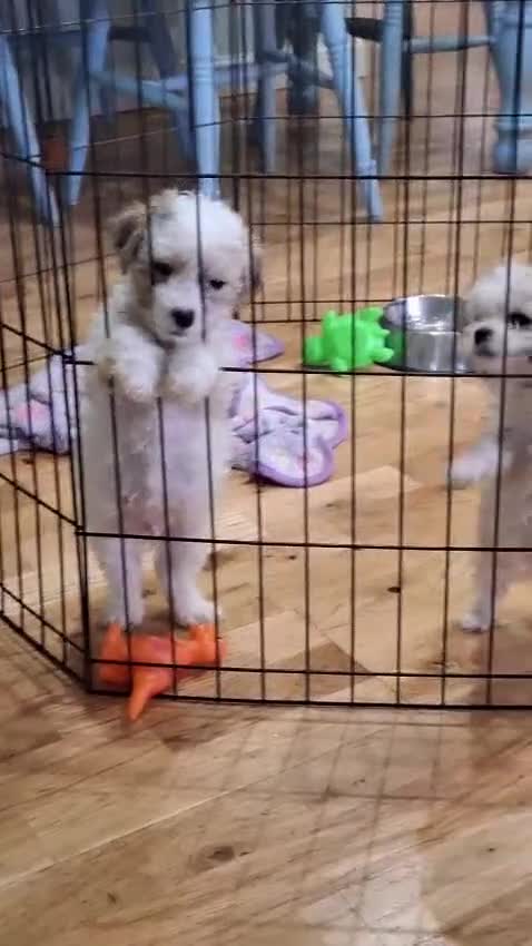 Mixed Breed dogs for sale: Shihchon puppies  in Newton Stewart - Video 3