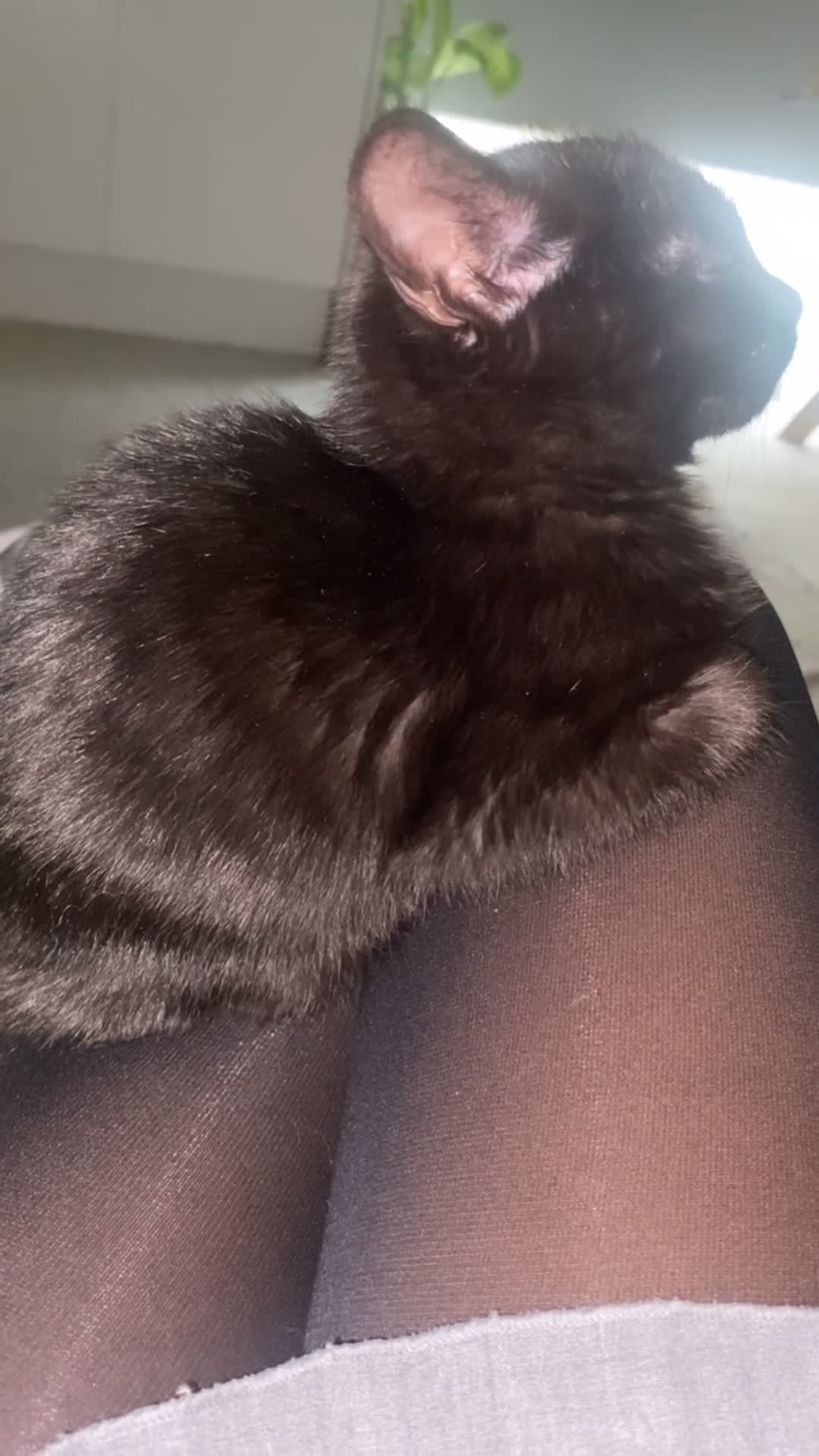 Bengal cats for sale: 3 black bengal kittens  - Video 3