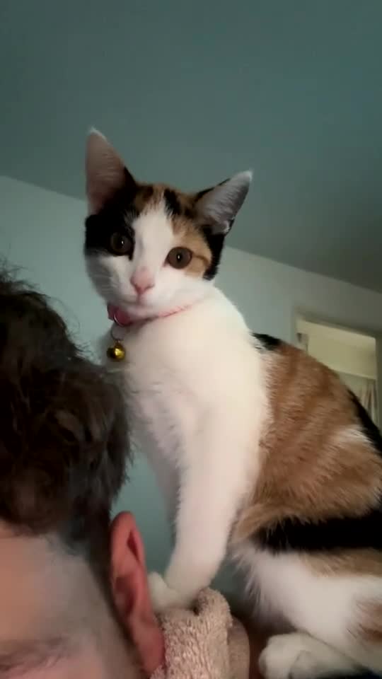 Mixed Breed cats for sale: 18 week old female kitten  - Video 1