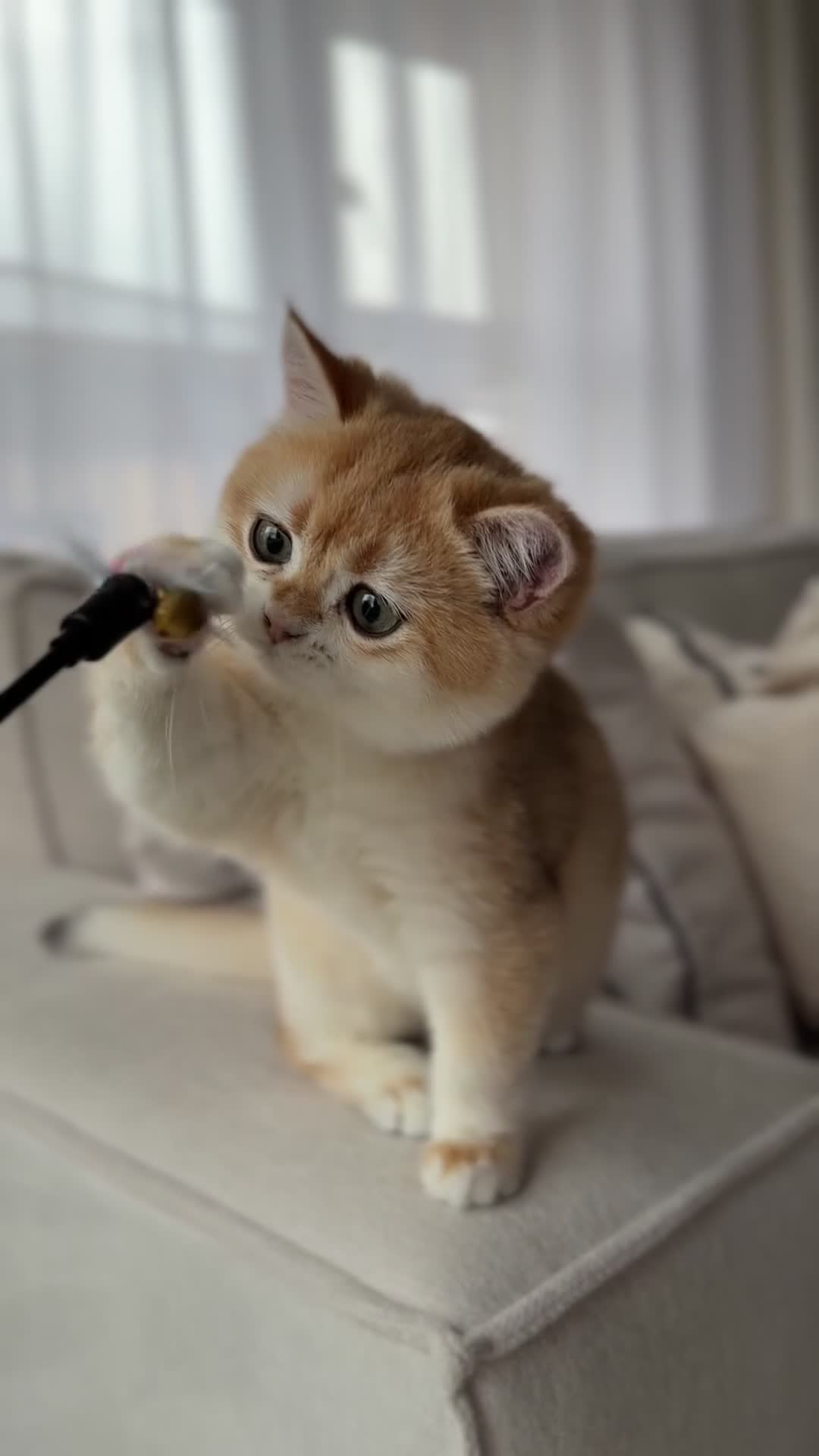 British Shorthair cats for sale: British Shorthair Golden boy - Video 2