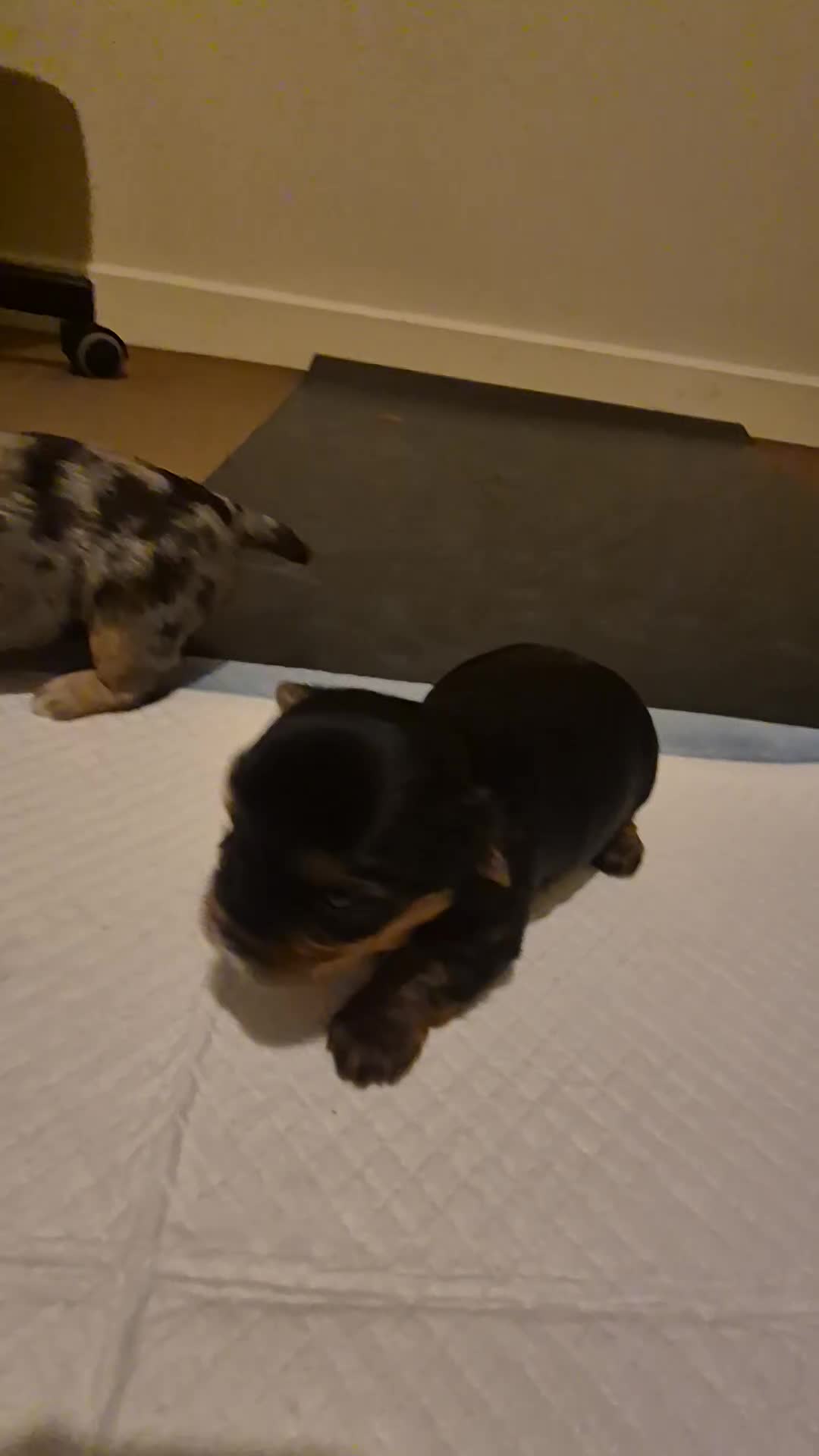 Yorkshire Terrier dogs for sale: Miniature yorkshire puppies - Video 1