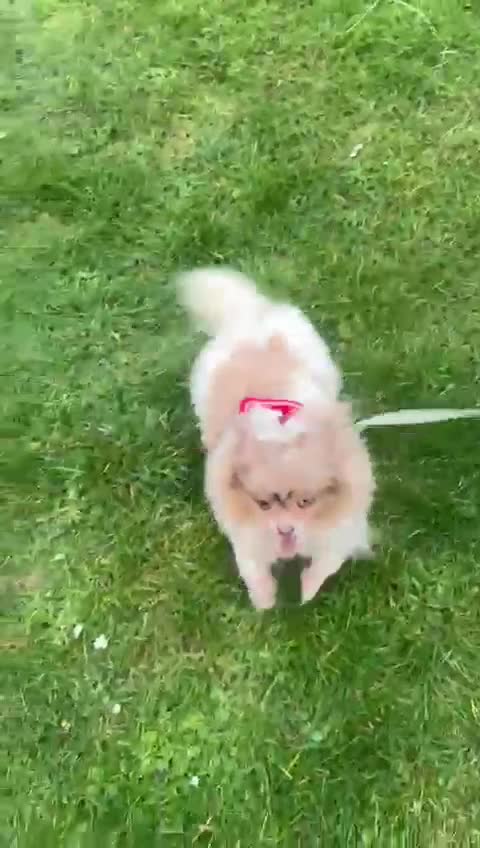 Pomeranian dogs for adoption: Rescue Pomeranian that has so much love to give - Video 1