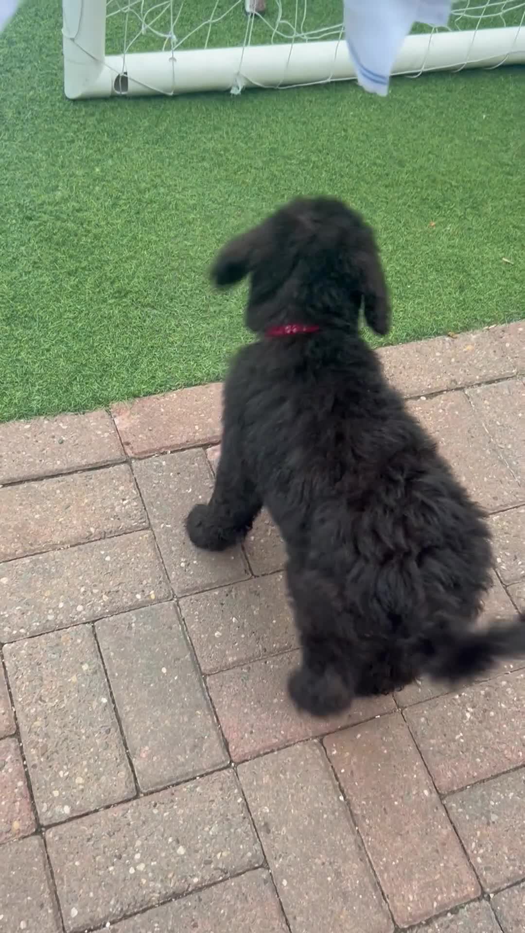 Labradoodle dogs for sale: Chunky health tested f1bb standard labradoodles  - Video 4