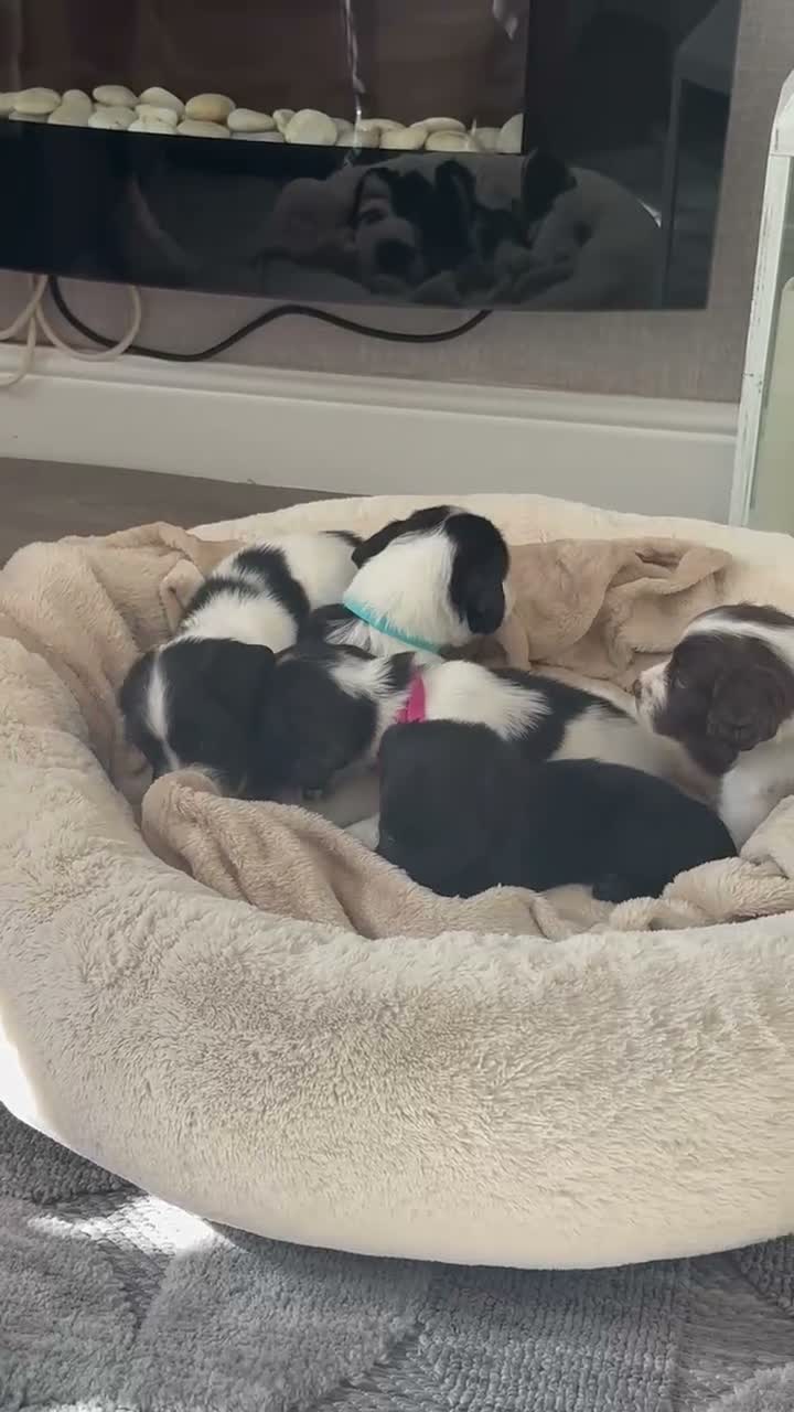 Sprocker dogs for sale: Sprocker spaniels  in Caernarfon - Video 3