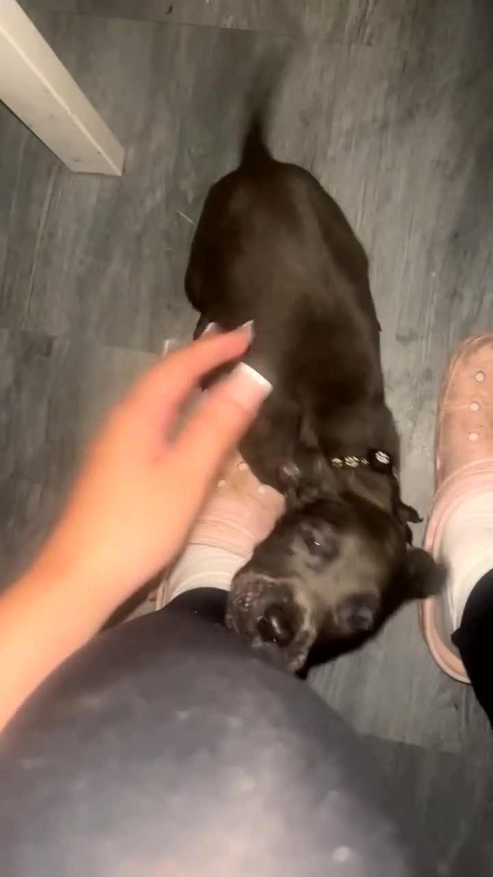 Cane Corso dogs for sale: cane corso puppies🐾 - Video 2