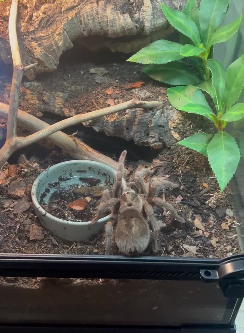 Tarantulas invertebrates for sale: Various tarantulas looking for new homes - Video 3