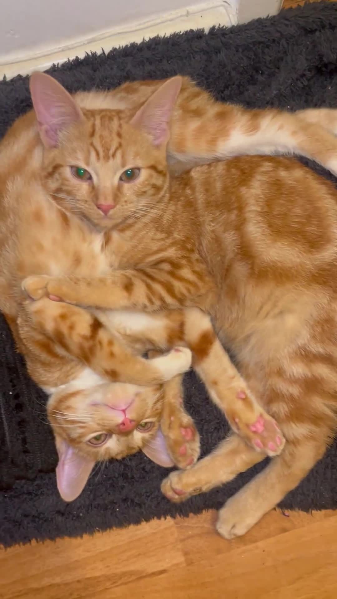 Mixed Breed cats for sale: 4 Beautiful Kittens Ready for Their Forever Homes! - Video 2