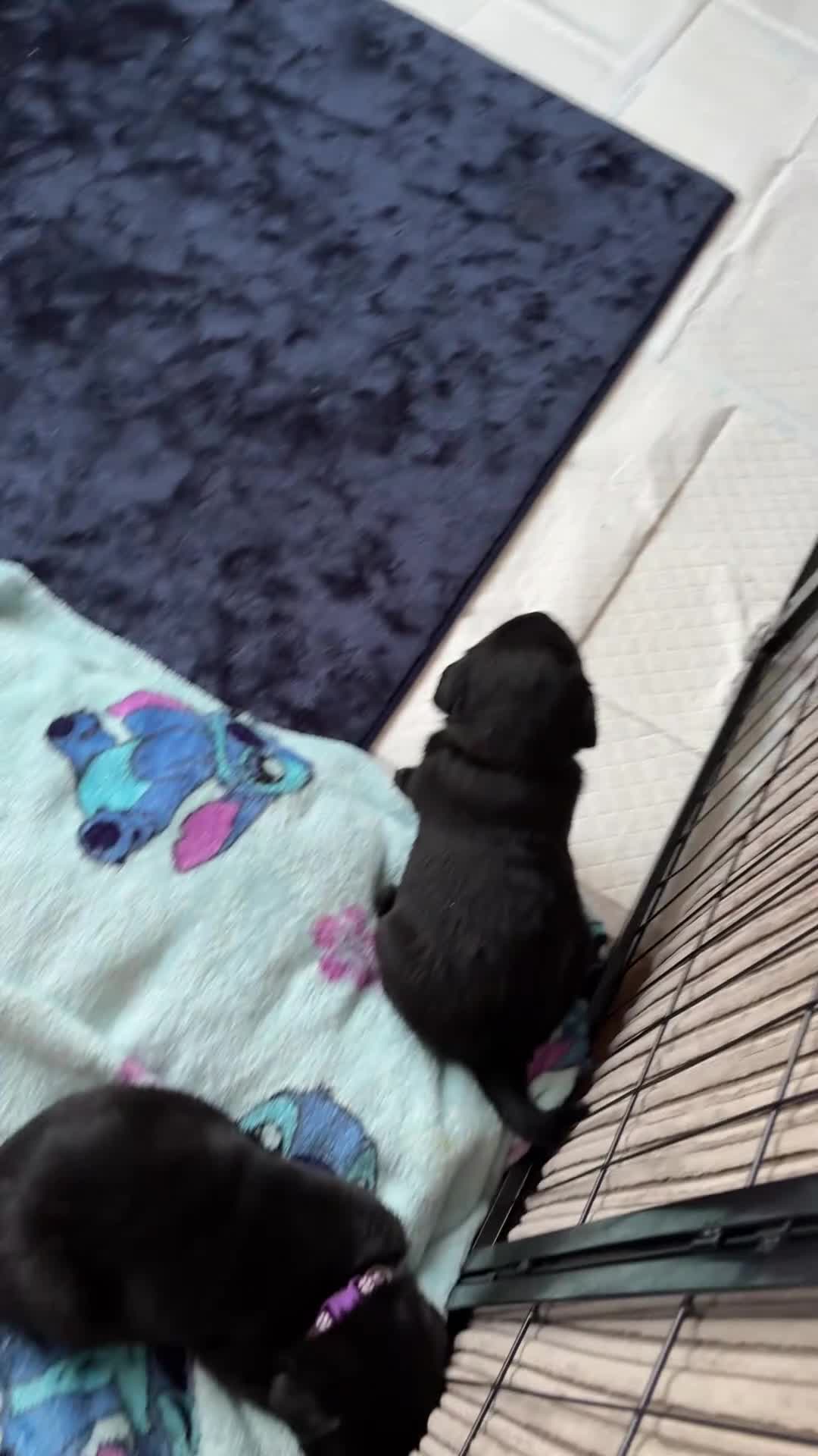 Labrador Retriever dogs for sale: Gorgeous chunky black lab pups🖤 - Video 1