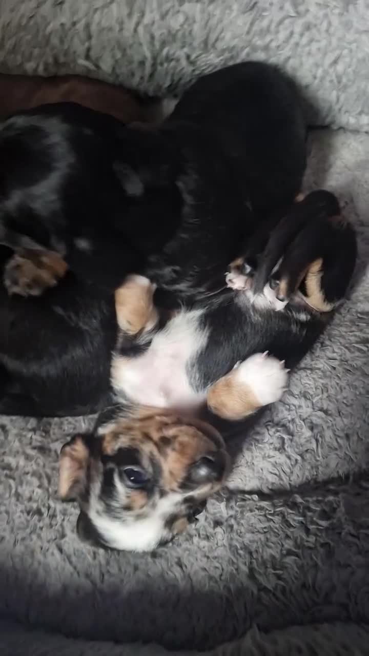 Miniature Dachshund dogs for sale: Outstanding dachshunds  - Video 2