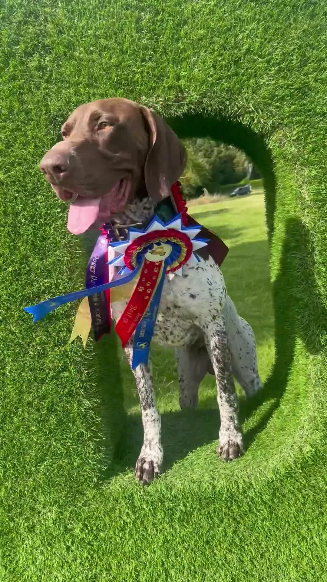 German Shorthaired Pointer dogs for stud: KC GSP Stud – Stunning, Strong, Smart - Video 3