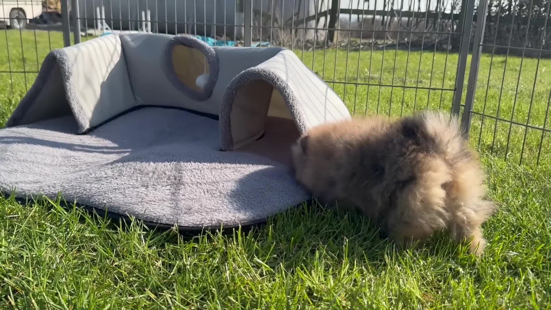 Pomeranian dogs for sale: BEAUTIFUL POMERANIAN GIRLS AVAILABLE  - Video 4