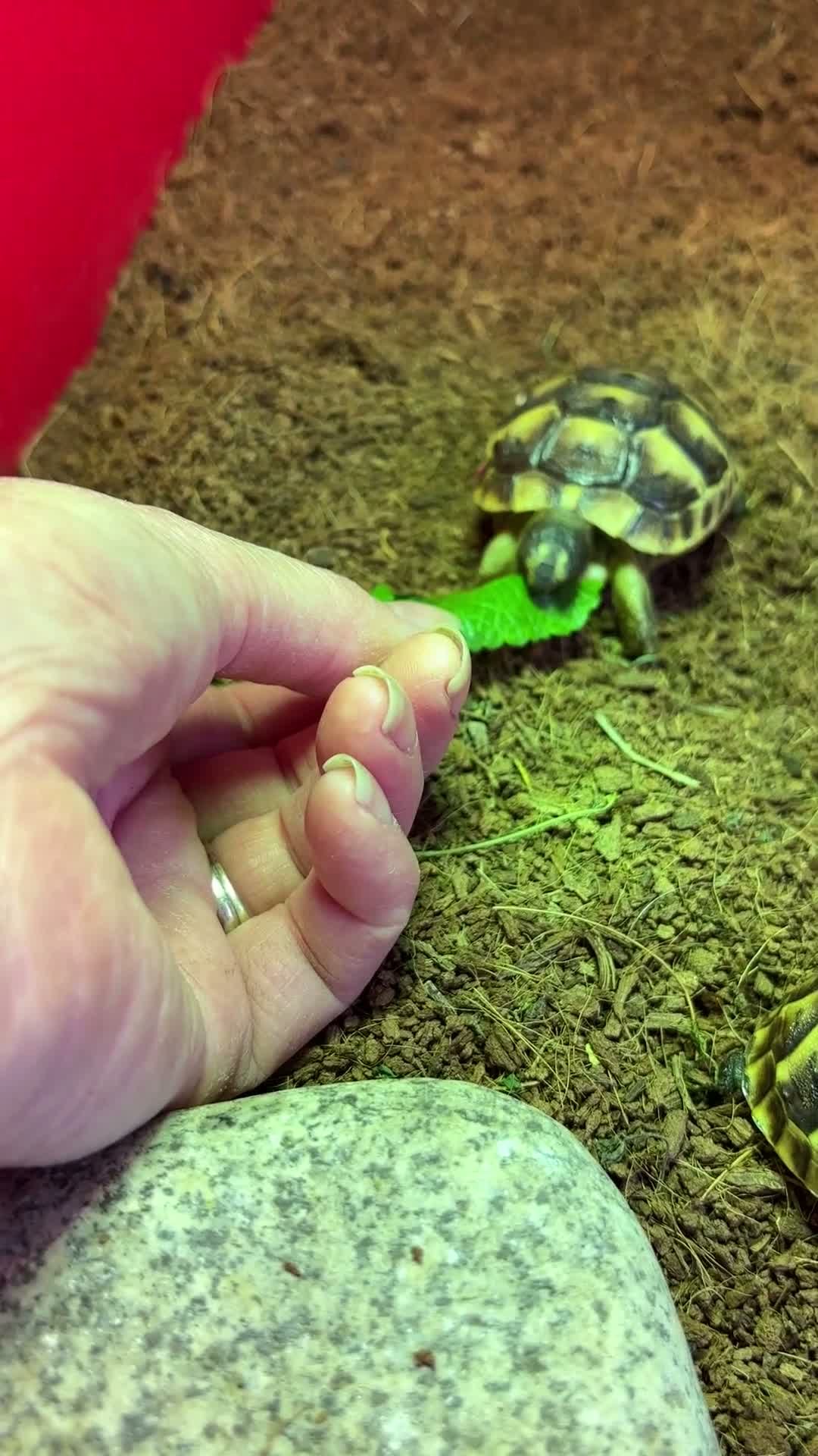 Tortoise reptiles for sale: Mediterranean Spurthigh Tortoise Hatchlings - Video 1
