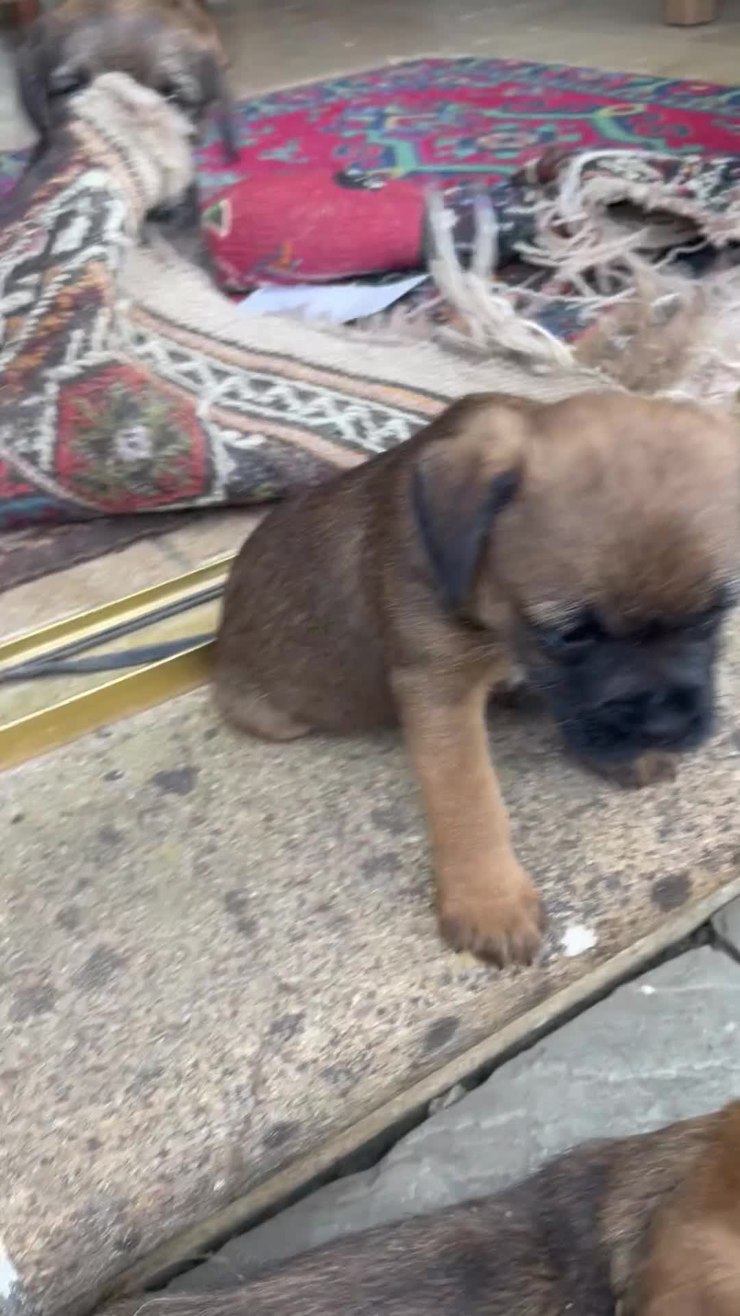 Border Terrier dogs for sale: 2 Border Terrier dogs available  in Yeovil - Video 2