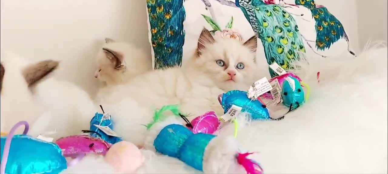 Ragdoll cats for sale: BEAUTIFUL CROSS RAGDOLL/PERSIAN 😻😻😻😻  - Video 1