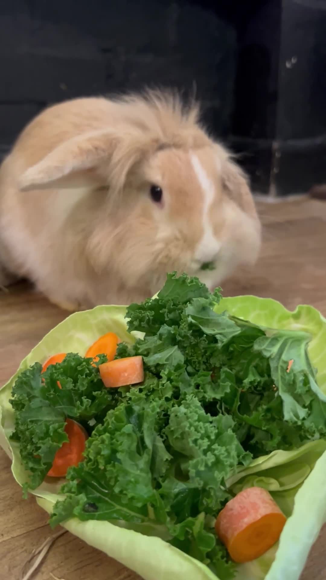 Mini Lion Lop rabbits for sale: Female Mini Lion Lop Ready Now 🩷 in Luton - Video 1