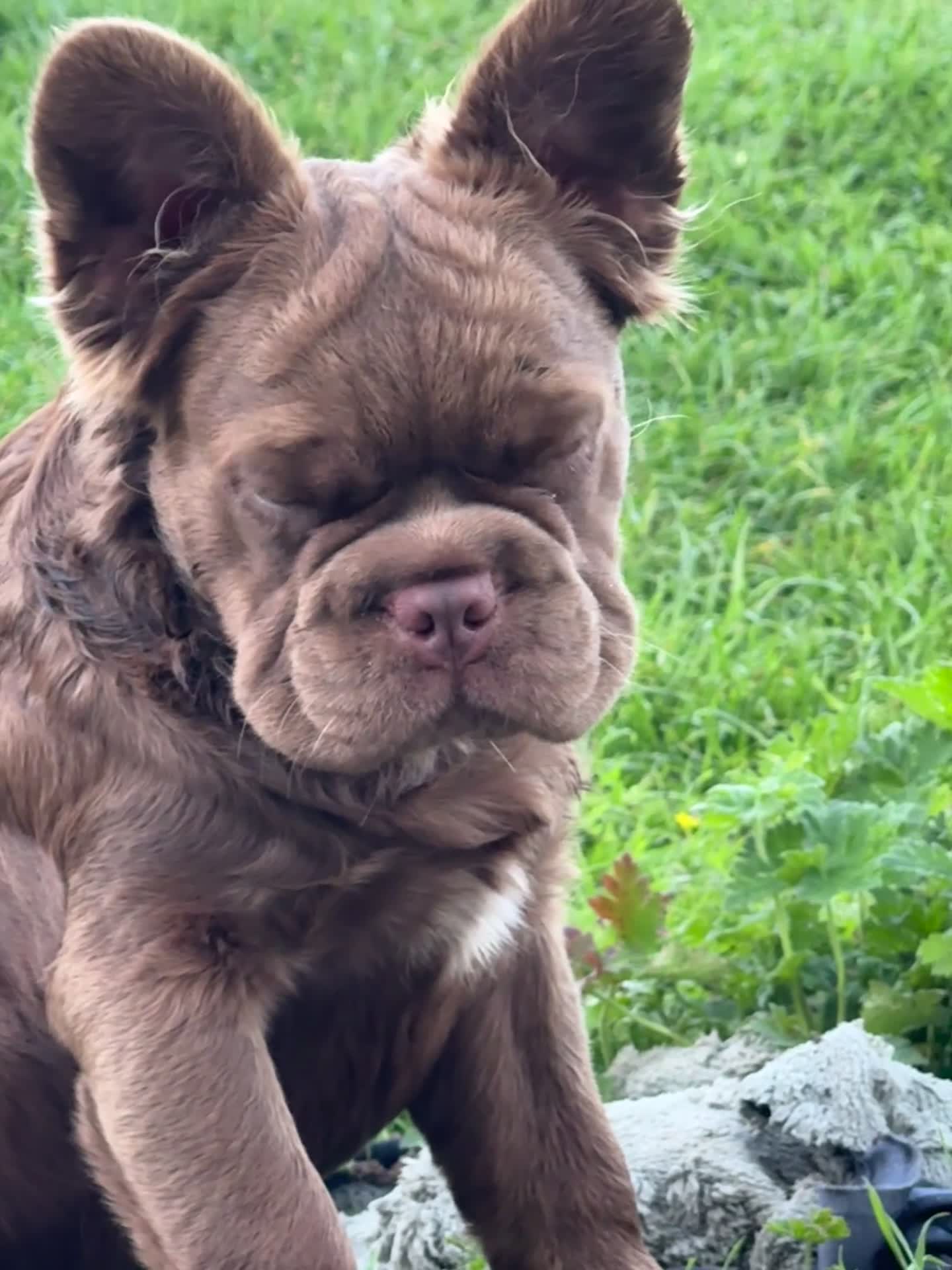 French Bulldog dogs for sale: 2 chocolate boys  - Video 2