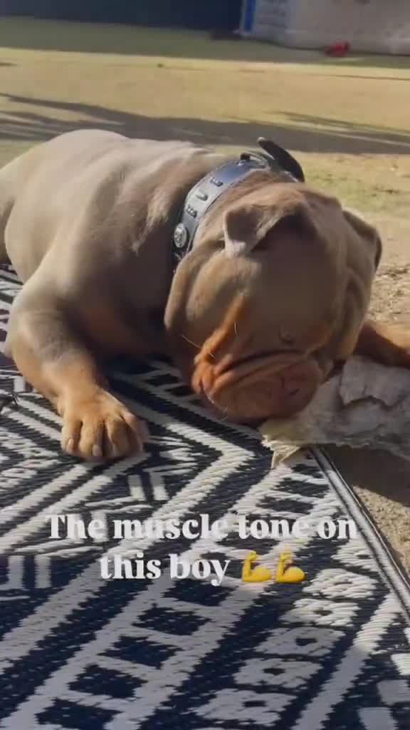 Olde English Bulldogge dogs for stud: STUD DUTIES!! 💥 King Bruno 💥 - Video 2