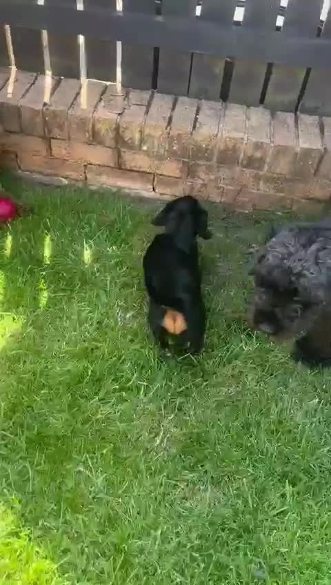 Miniature Dachshund dogs for sale: Adorable miniature dachshund long hair fully vac - Video 1